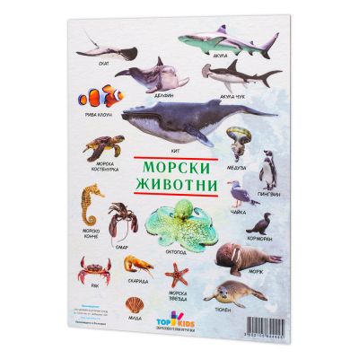 Образователно табло Морски животни